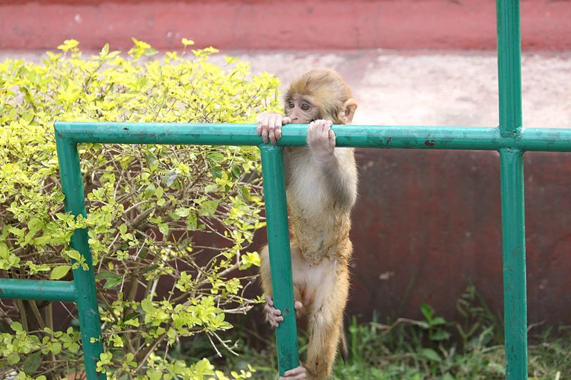 File:Baby Monkey 1 at Swayambhunath.jpg