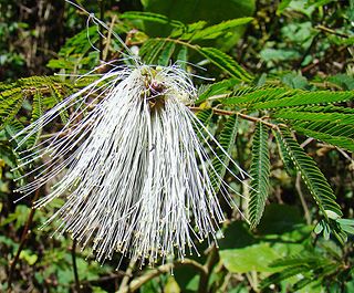 <i>Balizia elegans</i> Species of legume