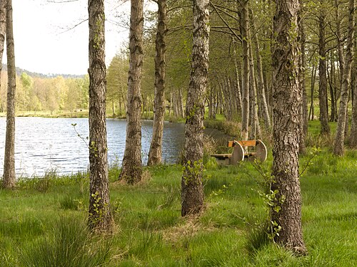 Banc public entouré d’arbres au bord d’un étang