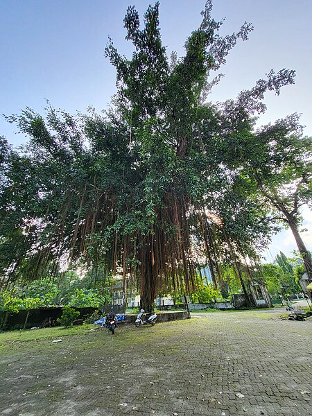 File:Banyan tree 5.jpg