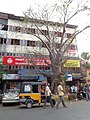 Adansonia digitata pri Thalasseryju, Kanur, Kerala, Indija