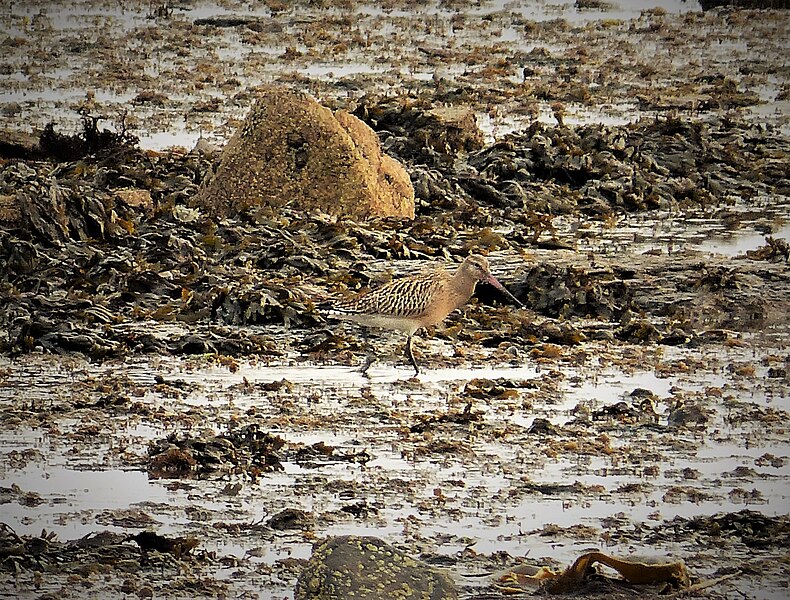 File:Bar-tailed Godwit. Limosa lapponica. (32739466608).jpg