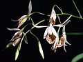 Barkeria obovata inflorescence