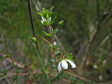 Bauera microphylla.jpg