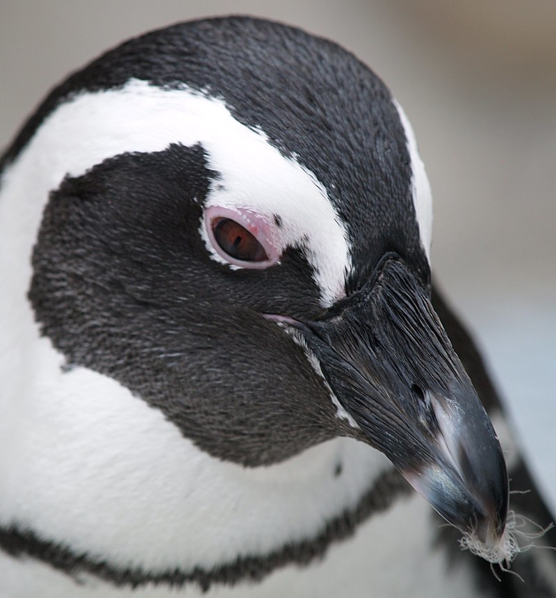 Beak of an African Penguin.jpeg