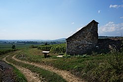 Chemin Rural de Baptault dans les vignobles autour de Beaune.