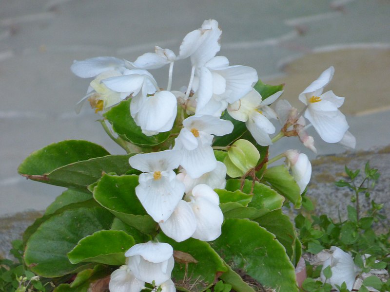 File:Begonia, ukośnica. 05.jpg