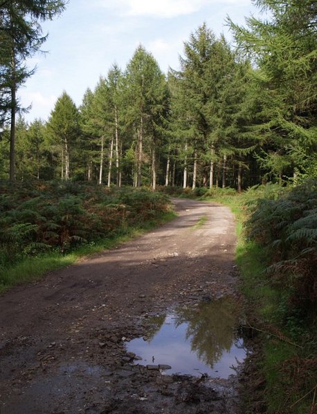 File:Bere Wood - geograph.org.uk - 569130.jpg