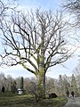 image=https://commons.wikimedia.org/wiki/File:Bergpark_Wilhelmshöhe_-_Baum_193_2018-03-10_c.JPG