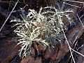 Thumbnail for Berkheya carlinopsis