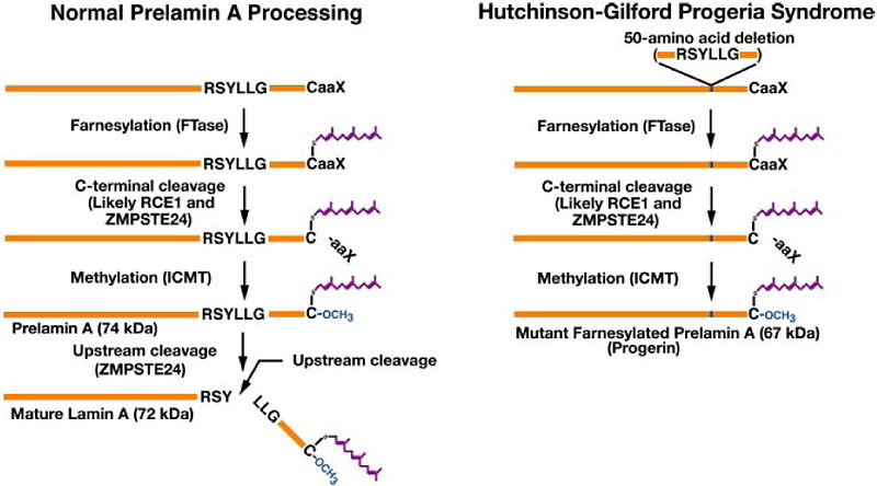 File:Biogenesis of lamin A in normal cells and the failure to generate mature lamin A in HGPS.jpg