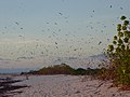 Bird Island (Seychellen)