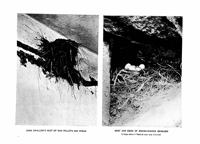 File:Bird homes - the nests, eggs and breeding habits of the land birds breeding in the eastern United States, with hints on the rearing and photographing of young birds (1920) (20176687913).jpg