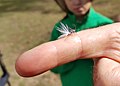 Bird of Paradise Fly.jpg