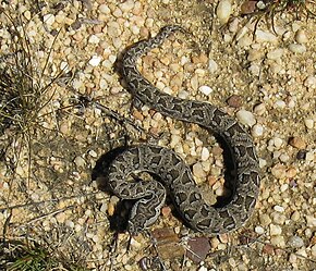 Bildebeskrivelse Bitis atropos, Berg Adder i Cedarberg.jpg.