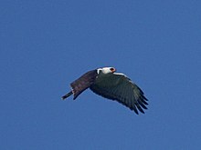 Falco-Aquila in bianco e nero.jpg