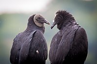 Adult and juvenile, Hueston Woods State Park, Ohio