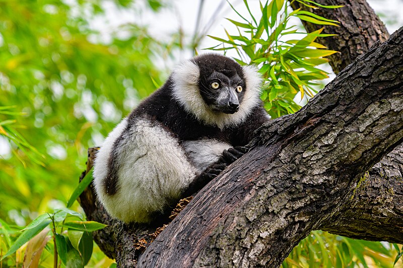File:Black and white ruffed lemur - 52673702005.jpg