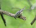 Thumbnail for File:Black and white warbler in CP (43118).jpg