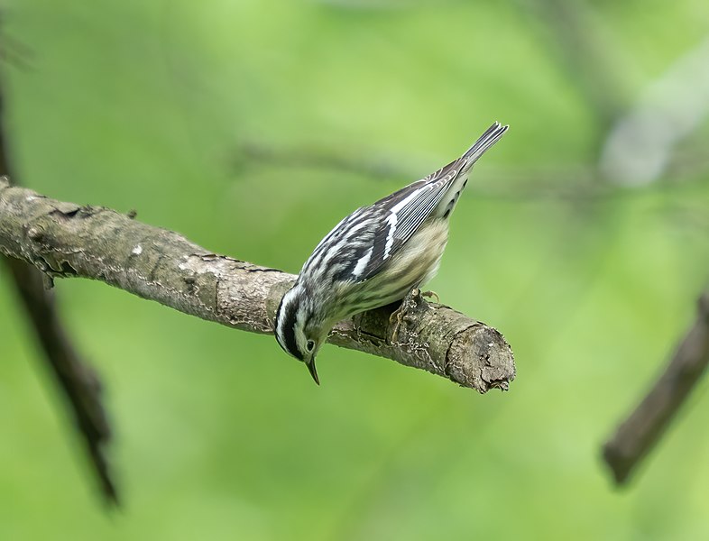 File:Black and white warbler in CP (43118).jpg