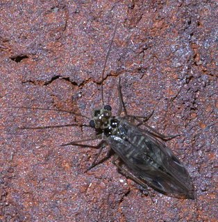 <i>Blaste quieta</i> species of insect