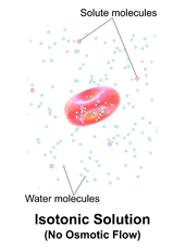 Depiction of a red blood cell in an isotonic solution. Blausen 0685 OsmoticFlow Isotonic.png