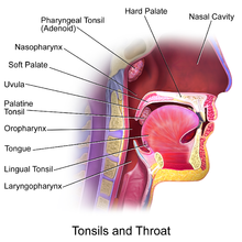 Blausen 0861 Tonsils&Throat Anatomy2.png