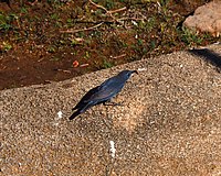 Male in December, near Gumma Nayakana Palya, Karnataka