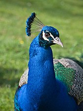 Peacock - Pavo cristatus