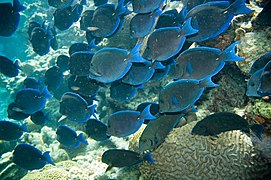 A. coeruleus en Bonaire