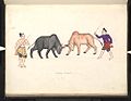 Image 16A bull fight. 19th-century watercolour (from Culture of Myanmar)