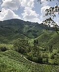 Thumbnail for File:Boh tea plantation Cameron highland malaysia.jpg