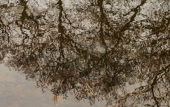 Trees are reflected as works of art in rough water. Location, The Famberhorst (The Netherlands).