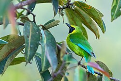 Bornean Leafbird 0A2A2886.jpg