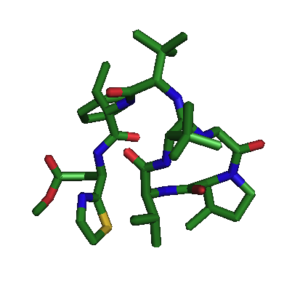 The three-dimensional solution structure of bottromycin A2, based on data from Gouda, et al. Oxygen, bright blue; nitrogen, red; sulfur, yellow; main chain, green Bottromycin A2 3D Structure.png