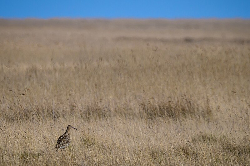 File:Brachvogel auf Spiekeroog.jpg