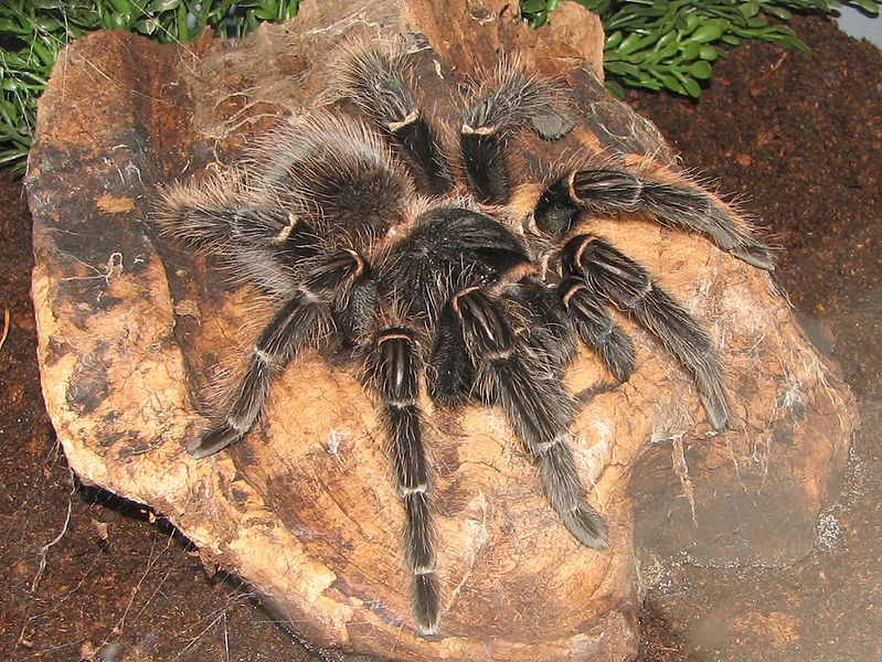 File:Brazilian Salmon Pink Birdeater.jpg