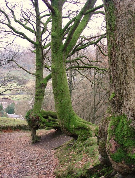 File:Bridleway at Dent - geograph.org.uk - 51680.jpg