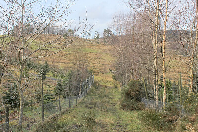 File:Bridleway in Hudd Lee Wood - geograph.org.uk - 5703391.jpg