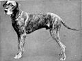 Britannica Dog 1.jpg