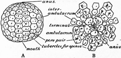 Reconstructive diagram (left) of a fossil (right) of the Ordovician sea urchin Bothriocidaris. The short spines which were attached to the tubercles are not drawn. Britannica Echinoderma 5.jpg