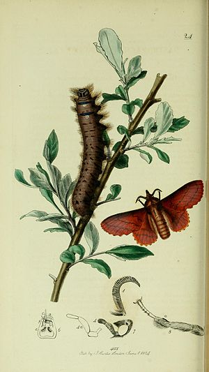 Illustration from John Curtis's British Entomology Volume 5 Britishentomologyvolume5Plate24.jpg