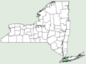 Bromus lepidus NY-dist-map.png