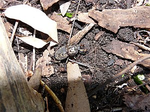 Brown stag beetle (Rhyssonotus nebulosus) being harassed by ants in Badangi Reserve, Wollstonecraft