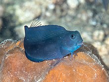 Kahverengi mercan blenny (Atrosalarias fuscus) (40577920775) .jpg