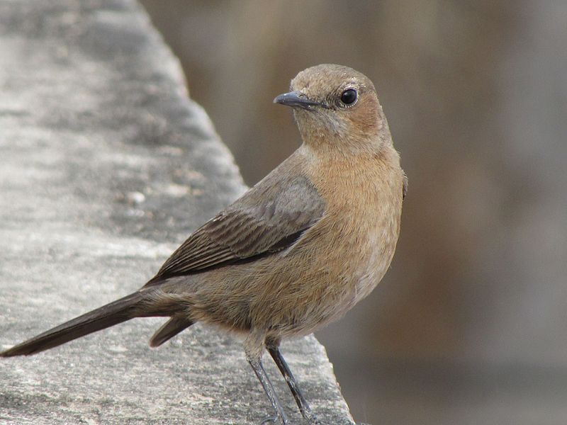 File:Brown indian birds.jpg