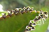 Bryophyllum daigremontianum nahaufnahme2.jpg