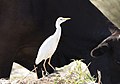 * Nomination Cattle Egret (Bubulcus ibis). Mersin - Turkey. --Zcebeci 06:12, 20 July 2017 (UTC) * Decline Interesting image of a difficult subject, but not sharp enough & the sunlit whites are overexposed --Alandmanson 10:23, 20 July 2017 (UTC)