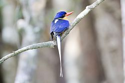 Buff breasted paradise kingfisher (11724849725).jpg