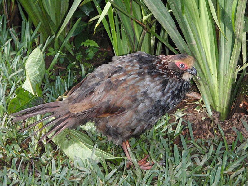 File:Buffycrownedwoodpartridge.jpg